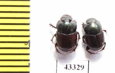 Scarabaeinae sp.  French Guiana - INSECTS-STORE.RU