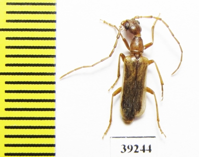 Vesperus serranoi  Portugal - INSECTS-STORE.RU