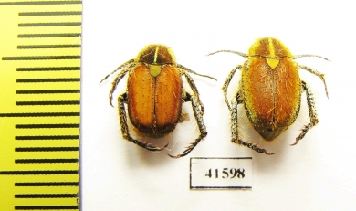 Hopliini sp., pair  South Africa Rep. - INSECTS-STORE.RU