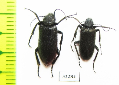 Meloidae sp.  South Africa Rep. - INSECTS-STORE.RU