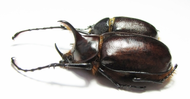 Golofa porteri?, pair Colombia  48mm - INSECTS-STORE.RU