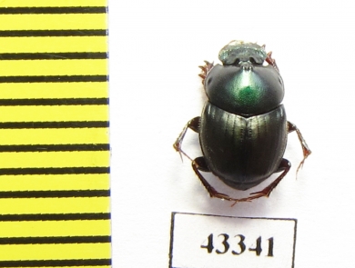 Scarabaeinae sp.  French Guiana - INSECTS-STORE.RU