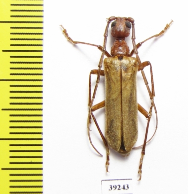 Vesperus aragonicus  Spain - INSECTS-STORE.RU