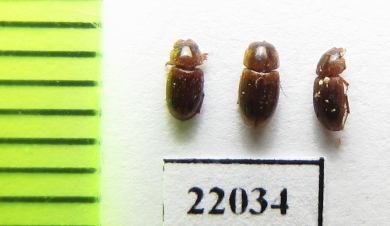 Aphodiinae sp.  Zambia - INSECTS-STORE.RU