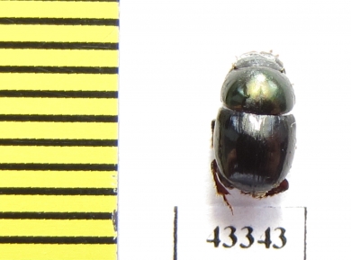 Scarabaeinae sp.  French Guiana - INSECTS-STORE.RU