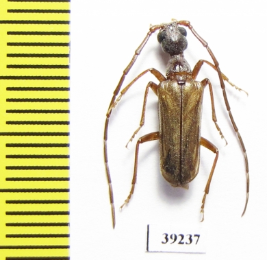 Vesperus lucasi  Spain - INSECTS-STORE.RU