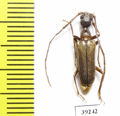 Vesperus lucasi  Spain - INSECTS-STORE.RU