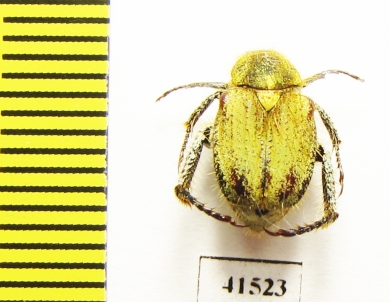 Hopliini sp.  South Africa Rep. - INSECTS-STORE.RU