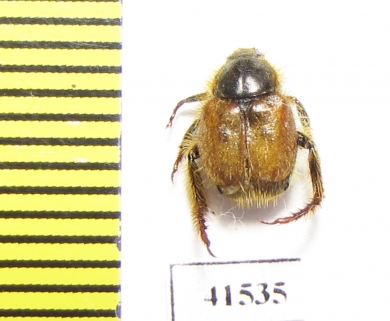 Hopliini sp.  South Africa Rep. - INSECTS-STORE.RU