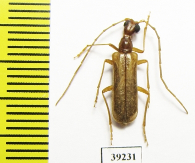 Vesperus baesuriensis  Portugal - INSECTS-STORE.RU