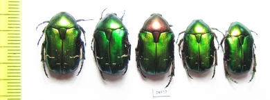 Cetonia aurata pisana  France - INSECTS-STORE.RU