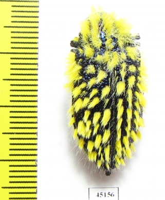 Julodis viridipes ssp.4 South Africa Rep. - INSECTS-STORE.RU