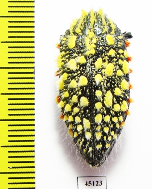 Julodis sulcicollis ssp.1  South Africa Rep. - INSECTS-STORE.RU