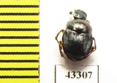 Scarabaeinae sp.  French Guiana - INSECTS-STORE.RU