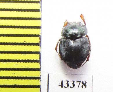 Scarabaeinae sp.  French Guiana - INSECTS-STORE.RU