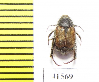 Hopliini sp.  South Africa Rep. - INSECTS-STORE.RU