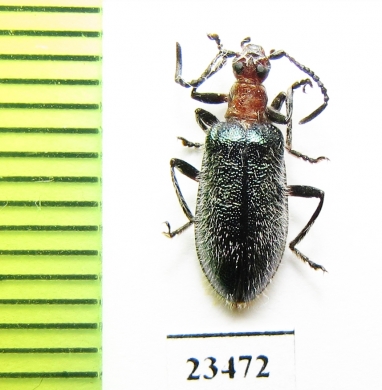 Tenebrionidae sp.  Indonesia, Sumatra - INSECTS-STORE.RU