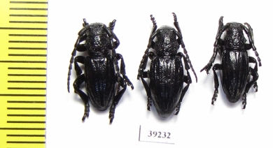 Iberodorcadion brannani, pair  Spain - INSECTS-STORE.RU