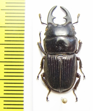 Aegus philippinensis  Philippines - INSECTS-STORE.RU