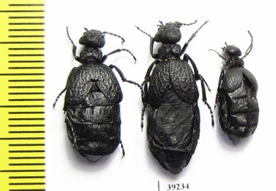 Meloe mediterraneus  Spain - INSECTS-STORE.RU