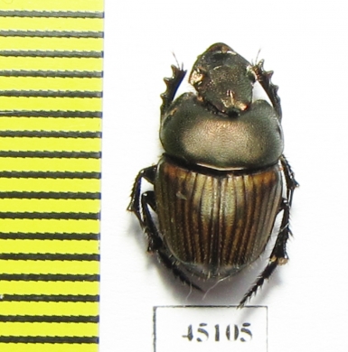 Phalops sp. South Africa Rep. - INSECTS-STORE.RU