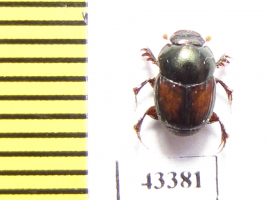 Scarabaeinae sp.  Peru - INSECTS-STORE.RU