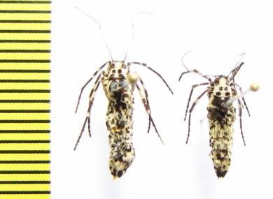 Geometridae sp.  Russia, Moscow reg. - INSECTS-STORE.RU