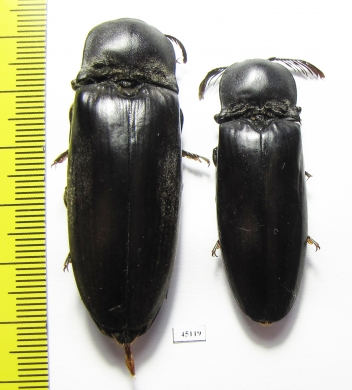 Elateridae sp., pair  South Africa Rep. 54mm - INSECTS-STORE.RU
