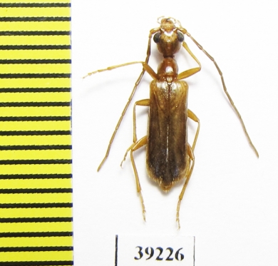 Vesperus jertensis  Spain - INSECTS-STORE.RU