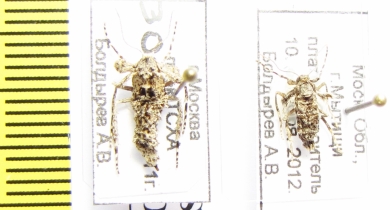 Operophtera fagata  Russia, Moscow reg. - INSECTS-STORE.RU