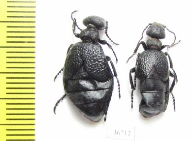 Meloe glasunovi  Kazakhstan - INSECTS-STORE.RU