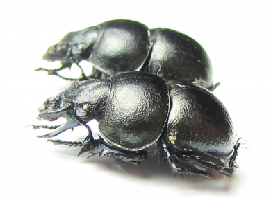 Lethrus karelini, pair  Kazakhstan - INSECTS-STORE.RU