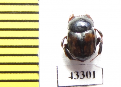 Scarabaeinae sp.  Peru - INSECTS-STORE.RU