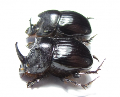 Copris sp., pair  South Africa Rep. - INSECTS-STORE.RU