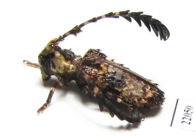 Cloniocerus kraussii  Zambia - INSECTS-STORE.RU