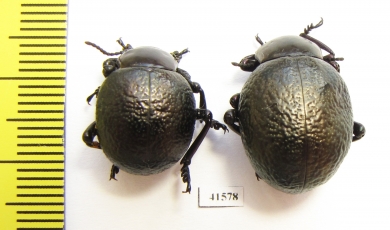 Timarcha sp., pair  Morocco - INSECTS-STORE.RU