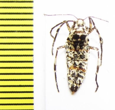 Erannis degoliaria  Russia, Moscow reg. - INSECTS-STORE.RU