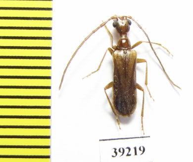 Vesperus jertensis  Spain - INSECTS-STORE.RU