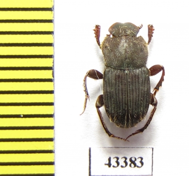 Eurysternus sp.  Peru - INSECTS-STORE.RU