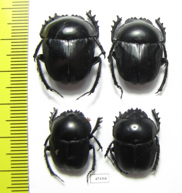 Scarabaeus sp.  South Africa Rep. - INSECTS-STORE.RU