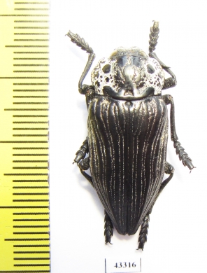 Capnodis parumstriata  Tajikistan - INSECTS-STORE.RU