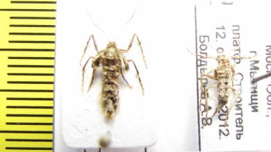 Operophtera brumata  Russia, Moscow reg. - INSECTS-STORE.RU