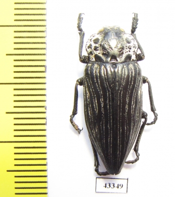 Capnodis parumstriata  Tajikistan - INSECTS-STORE.RU