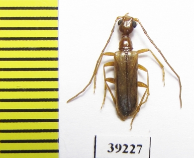 Vesperus jertensis  Spain - INSECTS-STORE.RU