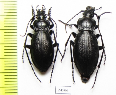 Carabus (Morphocarabus) eschscholtzi zyrjanovskianus, pair  Kazakhstan - INSECTS-STORE.RU