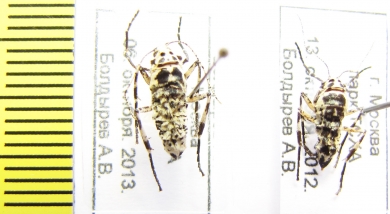 Geometridae sp.  Russia, Moscow reg. - INSECTS-STORE.RU