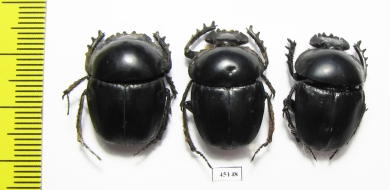 Scarabaeus sp.  South Africa Rep. - INSECTS-STORE.RU