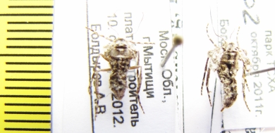 Operophtera fagata  Russia, Moscow reg. - INSECTS-STORE.RU