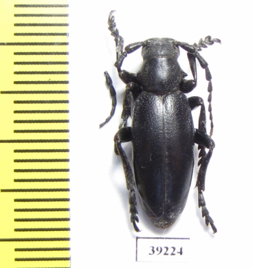 Dorcadion aethiops  Romania - INSECTS-STORE.RU