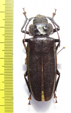 Physopleurus longiscapus  Peru 54mm - INSECTS-STORE.RU